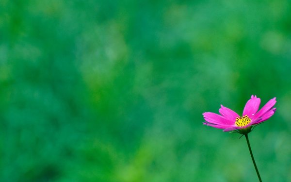 Цветы на зеленом фоне