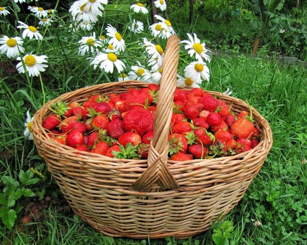 Лето урожай картинки