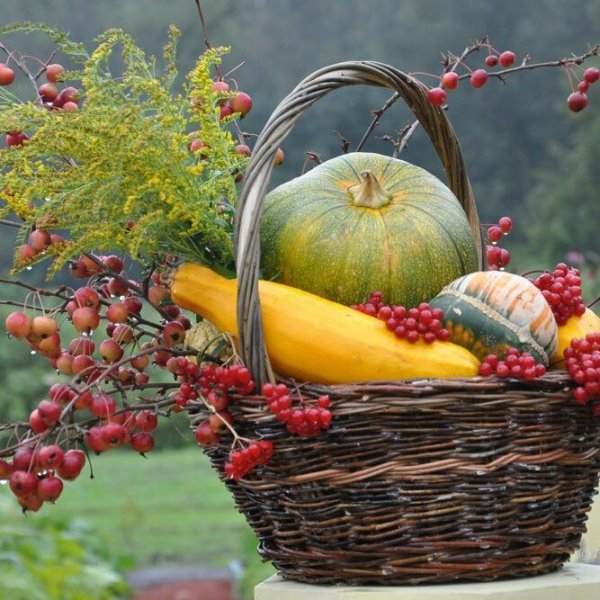 Осенний урожай