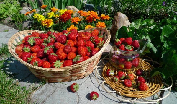 Клубника в корзинке