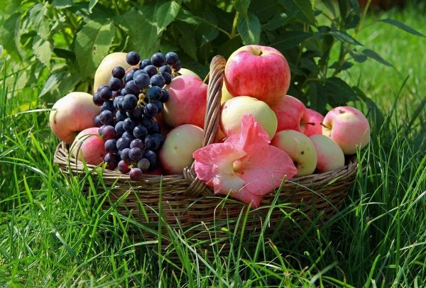 Август природа