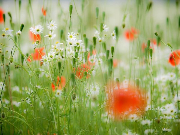Нежные полевые цветы на солнечной Поляне