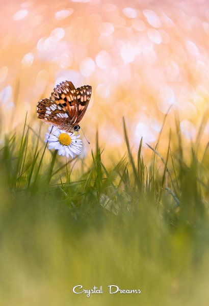 Нежность природа