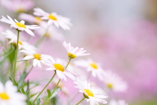 Нежные ромашки