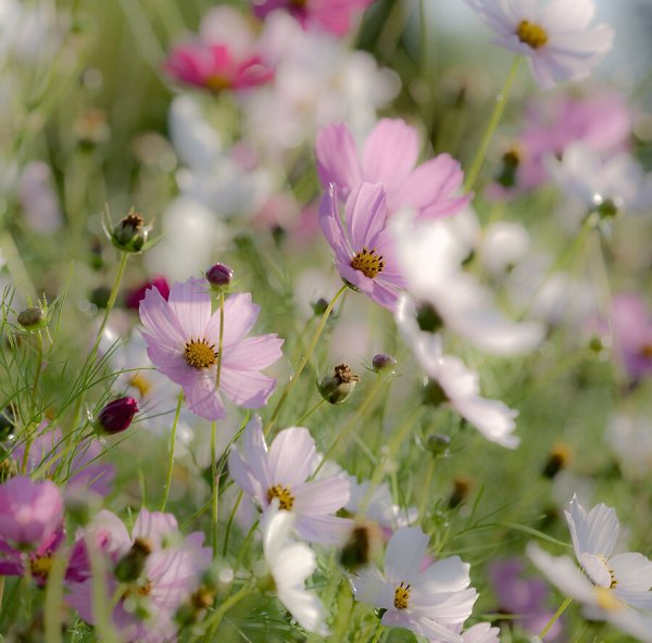 Полевые цветы