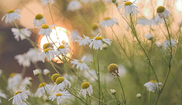 Лето нежность