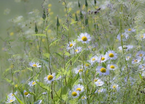 Луговые цветы в июне