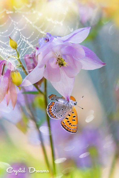 Нежный цветок