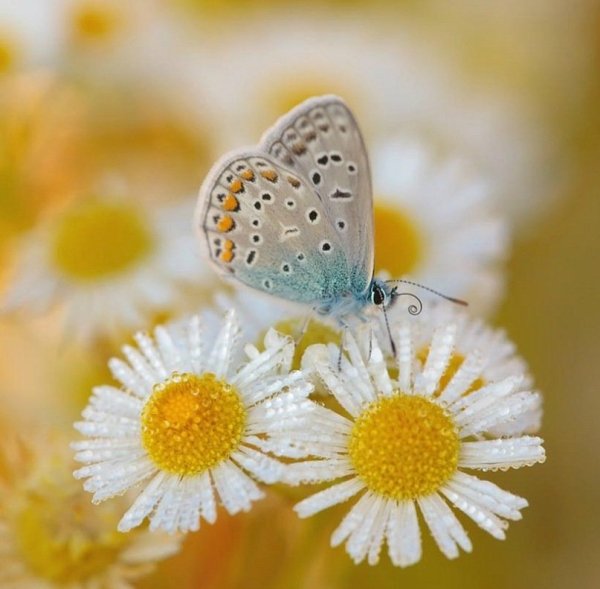 Позитивная Ромашка