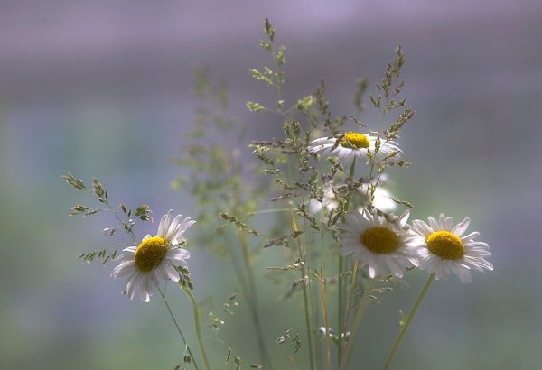 Утренние полевые цветы