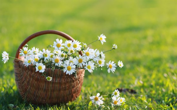 Ромашки в корзине