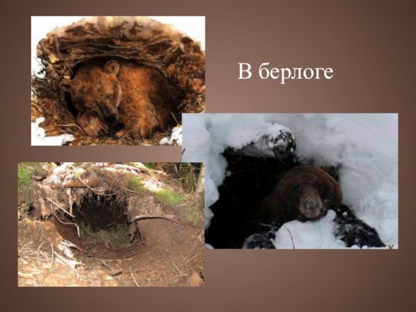 Медведь готовится к зиме