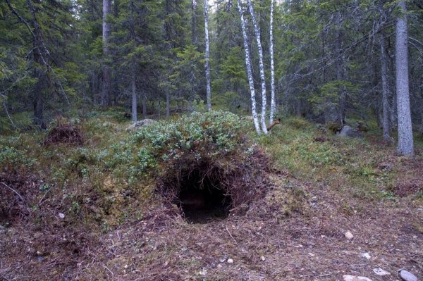 Нора медведя