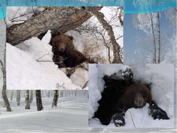 Медведь зимой и летом