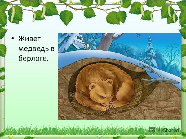 Бурый медведь в лесу