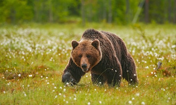 Берлога медведя