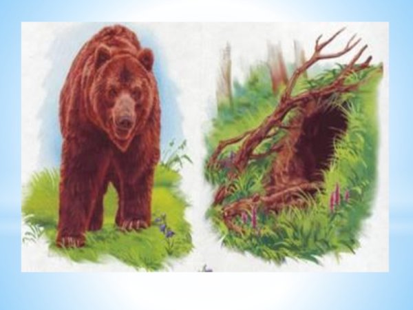 Медвежья Берлога