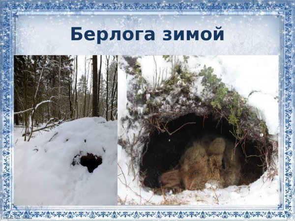 Медвежья Берлога Берлога медведя