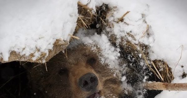 Медведь зимой в берлоге