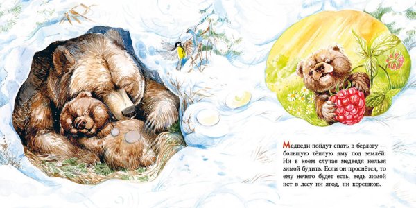 Как зимует медведь в лесу