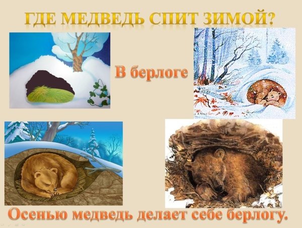 Медведь зимой для детей