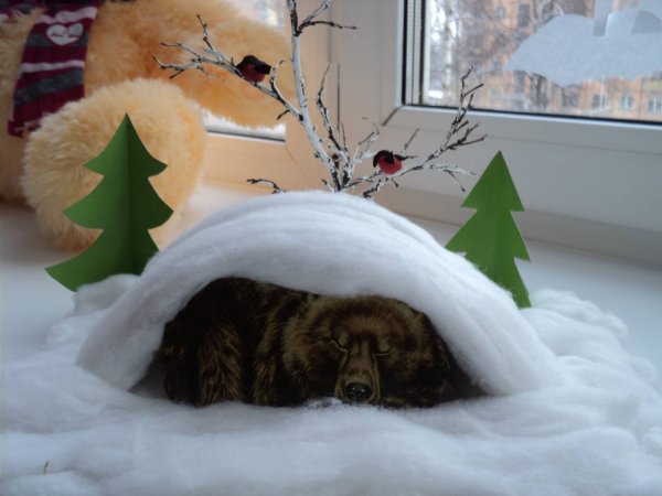 Бурый медведь зимой в берлоге