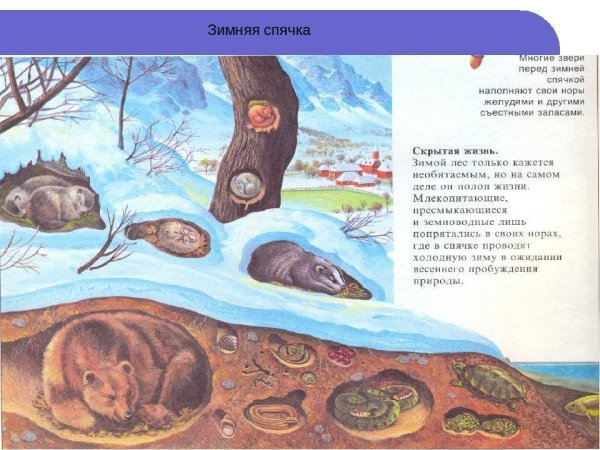 Бурый медведь зимой в берлоге