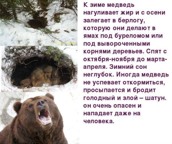 Медведь в берлоге на прозрачном фоне