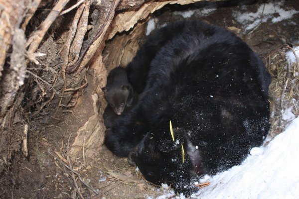 Бурый медведь зимой в берлоге