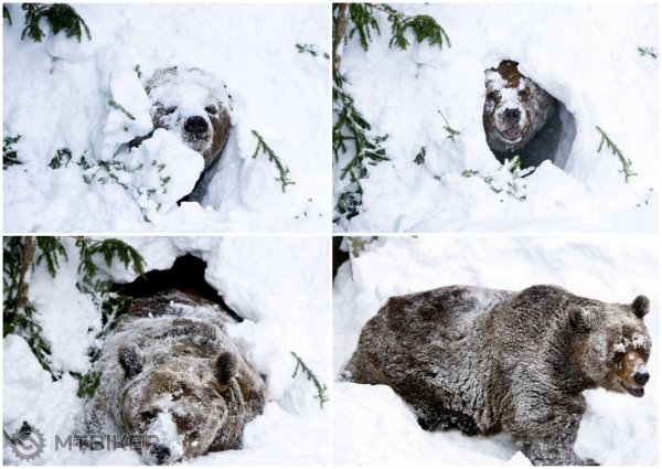 Бурый медведь в берлоге