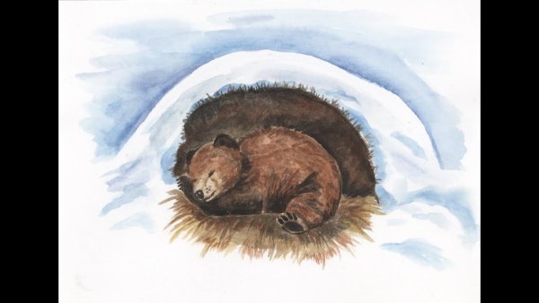 Медведь зимой для детей