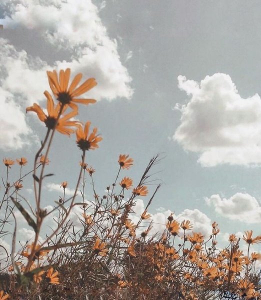 Велосипед с корзинкой цветов на природе