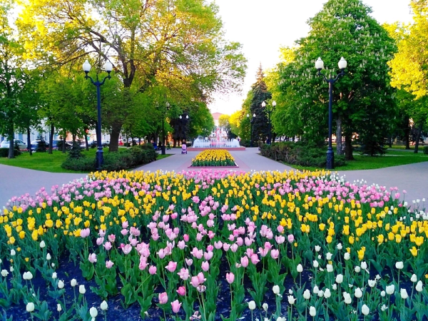 Цветущие клумбы Тамбова