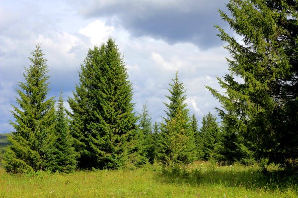 Пихтово-еловые леса Урала