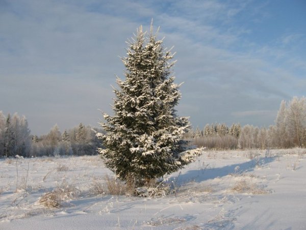 Одинокая ель в лесу