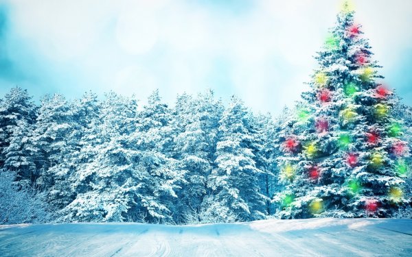 В новогоднем лесу