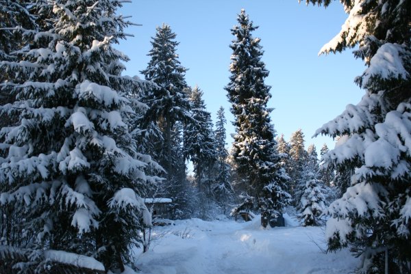 Елка в зимнем лесу