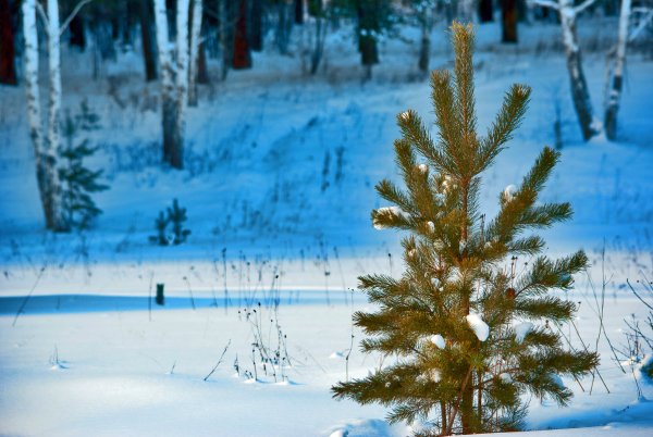 Елочка зимой