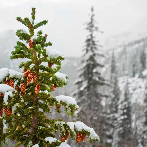 Зимняя елка