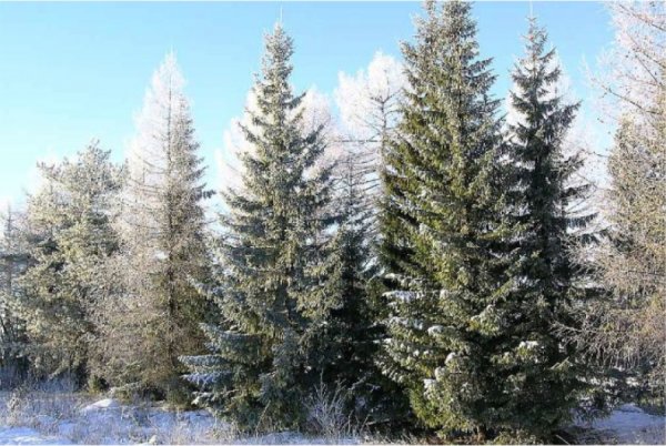 Еловый древостой