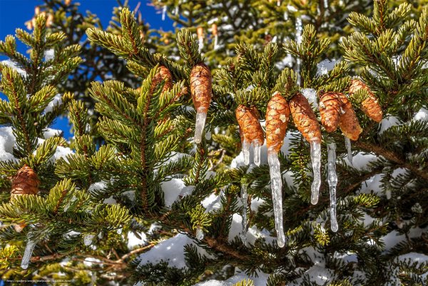 Зимняя ель с шишками