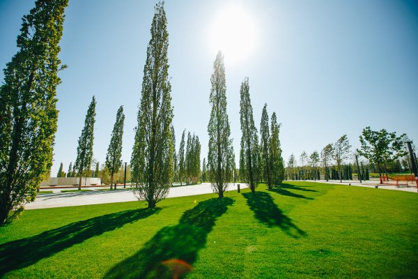 Голицын парк Краснодар деревья