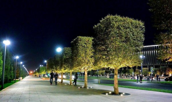 Парк Галицкого в Краснодаре платаны