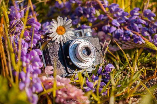 Фотоаппарат и цветы