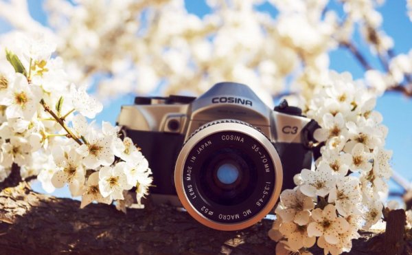 Фотоаппарат в лесу