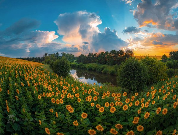 Поле подсолнухов в Подмосковье