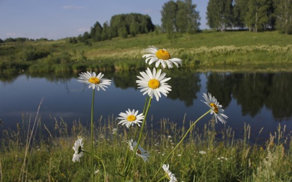 Летняя природа России