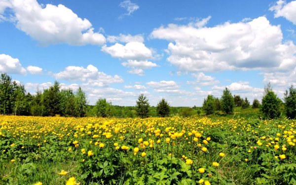 Июль природа России