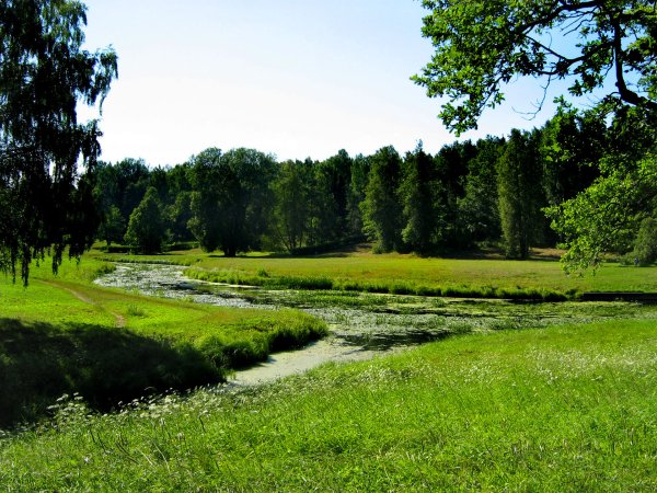 Начало лета лес