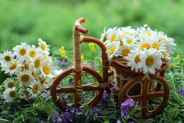 Ромашки и ягоды